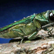 Illustration for article titled My Enemies In Nature, Ranked
